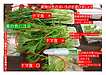 色の濃い葉野菜を生で食べるのは要注意？