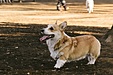 増えるペットの肥満　原因と適切なダイエット方法を解説